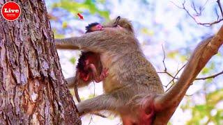 Amazing videos show action newborn monkey after mother giving birth new and very wet.