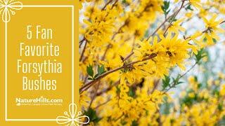 5 Fan Favorite Forsythia Bushes | NatureHills.com