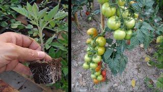 Semillero de TOMATES