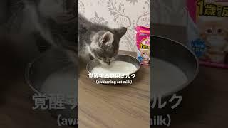 覚醒する猫用ミルク Amazonで購入した(Awakening Cat Milk Purchased at Amazon) #猫 #子猫 #マンチカン