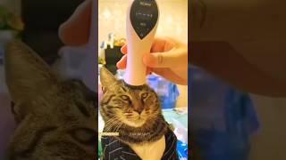 Funny Animals 2024  - Funniest Cats and Dogs video   #shorts