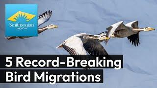 5 Record-Breaking Bird Migrations