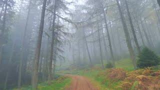 Misty Tay Forest Walk, Scottish Countryside 4K