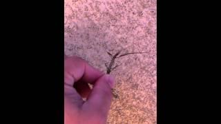 Stick Bug