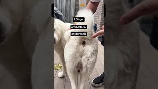 Say Goodbye To Parasites In Dogs With These 3 Foods #shorts #homeremedies #dogfood