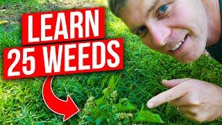 Identify 25 Weeds in the Lawn