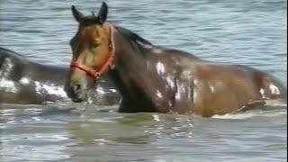 Harness Racing,Harold Park-1994 (Medowie Prince-C.Gleeson)