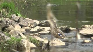 For Fishing, Canoeing, Kayaking or Diving in the River Eden, Carlisle, Cumbria