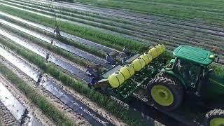 World's Largest Watermelon Farm. - Tons of Watermelon Growing Like This.