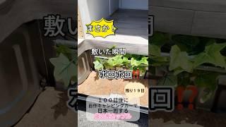 DIY初心者が車を改造中️【日本一周まで１９日】#shorts