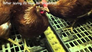 A Day In The Life of a Free Range Hen