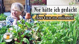 Anfang Juni im Küchengarten | Küken update | Gurken | Peinlichkeit