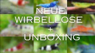 Unboxing unserer neuen Aquarium Garnelen und Krebse