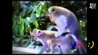 Спаривание животных, Monkey Chimpanzee Gorilla Mating Funny Videos Compilation 2