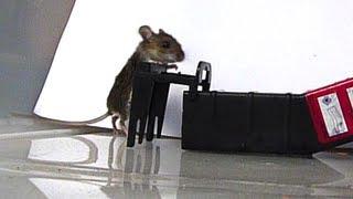 Best Low Cost Humane Mouse Trap