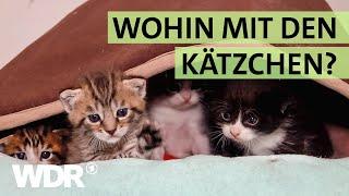 Kein Platz mehr für ausgesetzte Katzen im Tierheim Duisburg | S03/E02 | Hallo Tierheim | WDR