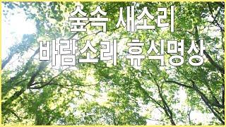 자연의소리 힐링사운드  숲속 새소리 바람소리 휴식명상 -2시간 연속 음악 사운드 백색소음 집중 공부 소리