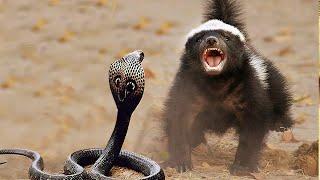 The honey badger is a formidable, aggressive snake killer!