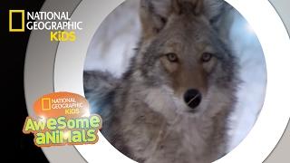 Valley of the Wolves | Awesome Animals