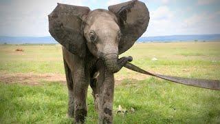 Rescue of Orphaned Elephant Olomunyak | Sheldrick Trust