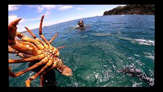 WE FOUND A CAVE WHILE FREEDIVING!!! Big Crays & Butterfish (Jacksons Bay New Zealand 2023)