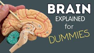 The Brain Explained for Dummies I Anatomy