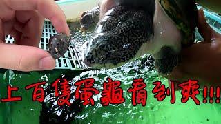 過了兩年~來看看強哥多了那些龜種吧【九桃分享養爬蟲-《Reptiles》】