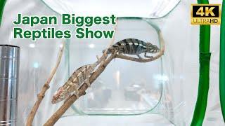 Japan Reptiles Show in Tokyo Big Sight [4K 60fps ASMR]