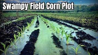 Swamp Field Corn Food Plot