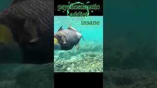 TRIGGERFISH ATTACKS - When the fin's on the other foot - (BREATHE - The Prodigy)