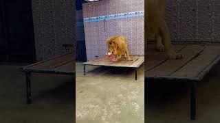Aggressive lion (mian saqib)