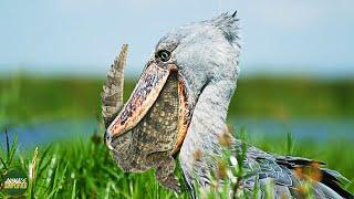 Shoebill Stork: The Prehistoric Master Hunter Of The Wetlands