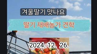 딸기 재배농가 다녀왔어요/설향/논산/선재작은농장tv