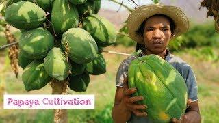 Papaya cultivation in Agri Buzz garden