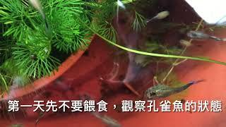 新手養孔雀魚的SOP標準作業程序