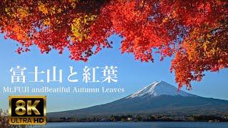 富士山と秋の美しい紅葉 8K Mt. Fuji and Beautiful Autumn leaves