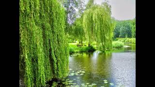 В кінці греблі шумлять верби. (Ukrainian folk song) Nadiya Golovchuk