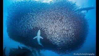 Sardine Run Adventure - Big Animals Expeditions