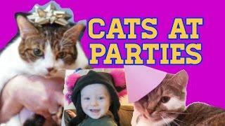 Cats at Parties - The Doubleclicks