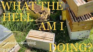 Aussie Bee Keeping - Making Splits to Stop Swarming - Plastic Frames and Exciting News! 30 Nov 21