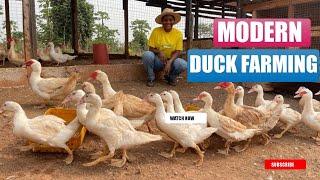 Make Money From Raising DUCKs With Little Capital | Teacher Now Farmer Explained Why It's Profitable