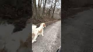 Chippy's run ~ loves his bone ~ country dog ~ happy dog ~