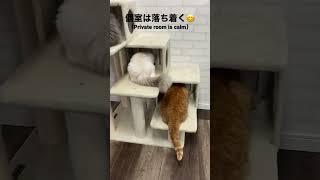 餌の取り合いを防ぐ (Ideas to prevent cat food fights) #猫 #子猫 #キャットタワー