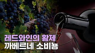 [와인백과사전][[까베르네 소비뇽]] 품종의 모든 것!!