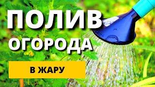 Полив огорода в жару. Главные ошибки огородников. Когда и как часто поливать растения