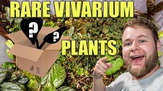 UNBOXING RARE VIVARIUM PLANTS from Understory Enterprises!!