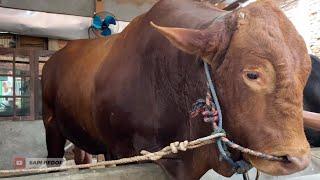 KONTRAKAN JADI KANDANG SAPI MONSTER 1,1 TON ️