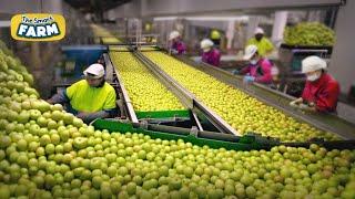 This GREEN APPLES Large-Scale Production is Insane!