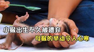 小猴出生不就被遗弃，猴妈妈的举动令人不解，為何如此嫌棄它？