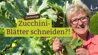 Sollte man Zucchiniblätter schneiden?